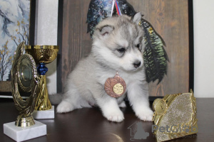 Photos supplémentaires: Chiots Husky sibérien