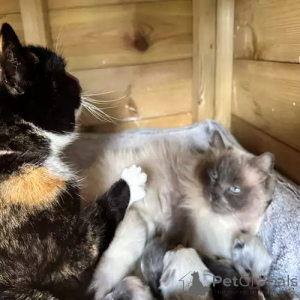 Photo №2 de l'annonce № 167251 de la vente ragdoll - acheter à Allemagne annonce privée