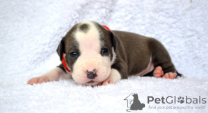 Photos supplémentaires: Des chiots au pedigree unique