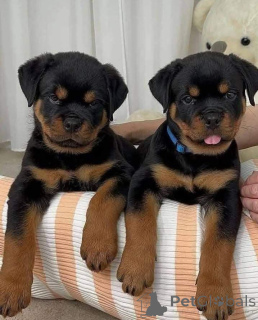 Photo №1. rottweiler - à vendre en ville de Alsdorf | Gratuit | Annonce №143957