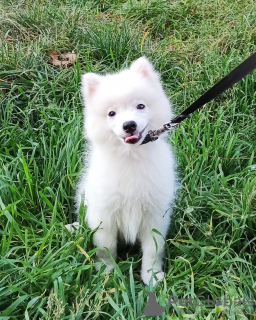 Photo №3. Chiots Spitz japonais. Ukraine