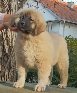 Photo №2 de l'annonce № 84289 de la vente berger du caucase - acheter à Serbie éleveur