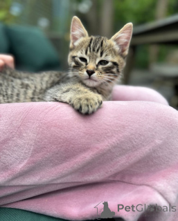 Photo №2 de l'annonce № 148564 de la vente bengal - acheter à Allemagne éleveur