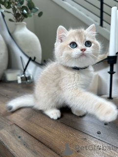 Photo №1. british shorthair - à vendre en ville de Dalsbruk | négocié | Annonce № 155696