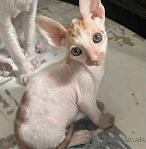 Photo №1. cornish rex - à vendre en ville de Lancaster | négocié | Annonce № 173259