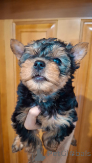 Photo №2 de l'annonce № 164293 de la vente biewer yorkshire terrier, yorkshire terrier - acheter à Estonie annonce privée, de la fourrière, éleveur
