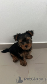 Photo №2 de l'annonce № 137575 de la vente caniche royale, caniche (jouet) - acheter à USA éleveur