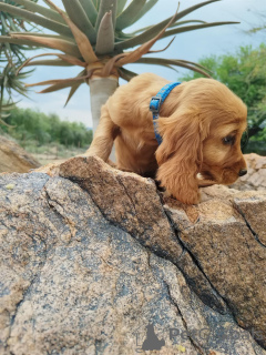 Photo №1. cocker spaniel anglais - à vendre en ville de Augustusburg | négocié | Annonce №169500