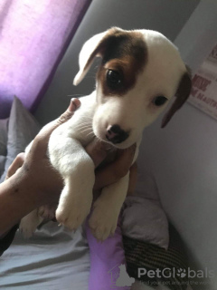 Photo №1. beagle - à vendre en ville de Vienna | 300€ | Annonce №75975