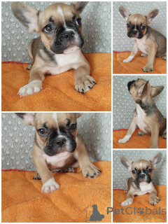 Photo №1. bouledogue - à vendre en ville de Brest | 156€ | Annonce №151884