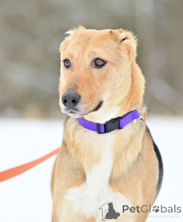 Photo №4. Je vais vendre chien bâtard en ville de Rivière moscou. annonce privée - prix - Gratuit