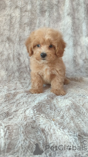 Photo №4. Je vais vendre maltipu en ville de Helsinki. annonce privée - prix - Gratuit