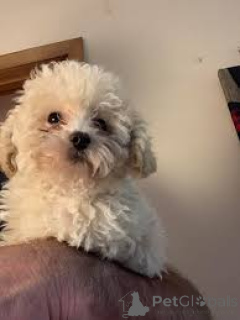 Photo №1. caniche (jouet) - à vendre en ville de Flensburg | 700€ | Annonce №167605