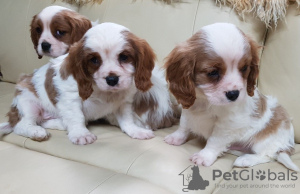 Photo №2 de l'annonce № 43183 de la vente cavalier king charles spaniel - acheter à Allemagne annonce privée