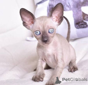 Photo №1. cornish rex - à vendre en ville de Borgholm | négocié | Annonce № 173146