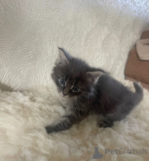 Photo №1. maine coon - à vendre en ville de Gerersheim | 350€ | Annonce № 169818