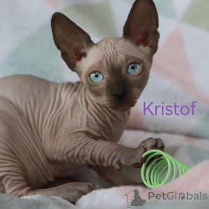 Photo №1. sphynx - à vendre en ville de Riga | 550€ | Annonce № 150570