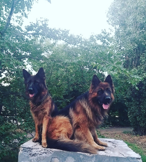 Photos supplémentaires: Chiots de berger allemand