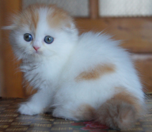 Photo №4. Je vais vendre  en ville de Dnipro. annonce privée - prix - 357€