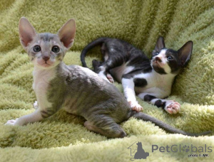 Photo №2 de l'annonce № 161038 de la vente cornish rex - acheter à La finlande annonce privée, éleveur