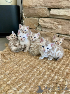 Photo №1. bengal - à vendre en ville de Gros virage | négocié | Annonce № 161185