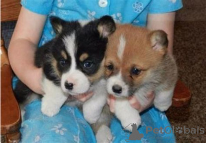 Photo №2 de l'annonce № 105686 de la vente welsh corgi - acheter à Grèce annonce privée