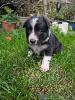 Photo №2 de l'annonce № 166943 de la vente border collie - acheter à Belgique annonce privée