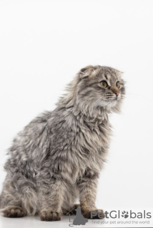 Photos supplémentaires: Chaton Manul entre de bonnes mains