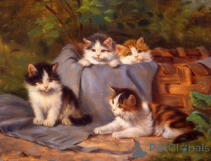 Photo №1. british shorthair - à vendre en ville de Illinois City | 372€ | Annonce № 135500