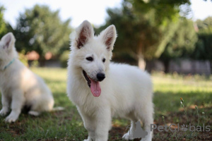 Photos supplémentaires: Chiots Berger Blanc Suisse à vendre