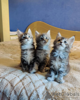 Photo №3. Chatons Maine Coon. Chypre