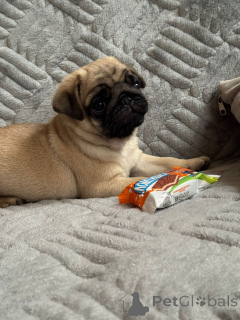 Photo №1. carlin - à vendre en ville de Krasnodar | 485€ | Annonce №155110