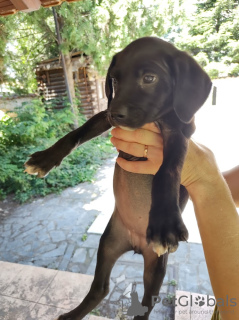 Photos supplémentaires: Des chiots en cadeau