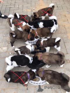 Photo №3. Chiots Akitas. Estonie