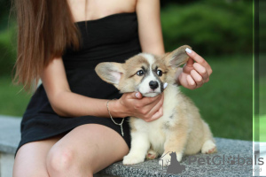 Photos supplémentaires: Je propose à la vente de superbes bébés corgi gallois) il y a 2 filles et 1