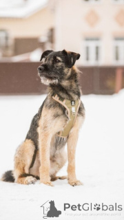 Photo №2 de l'annonce № 138977 de la vente chien bâtard - acheter à Fédération de Russie annonce privée