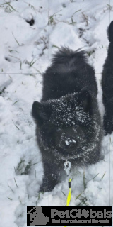 Photo №2 de l'annonce № 134562 de la vente  - acheter à Pologne éleveur