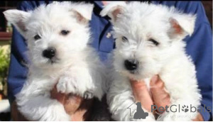 Photo №1. west highland white terrier - à vendre en ville de Düsseldorf | 750€ | Annonce №160461