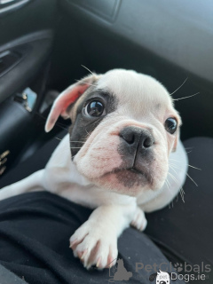 Photos supplémentaires: adorables chiots bouledogue français à vendre