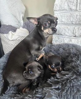 Photo №2 de l'annonce № 167681 de la vente  - acheter à Allemagne 