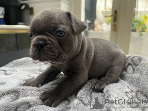 Photo №2 de l'annonce № 115037 de la vente bouledogue - acheter à USA annonce privée