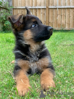 Photo №3. Chien de Schäferhund allemand. Allemagne