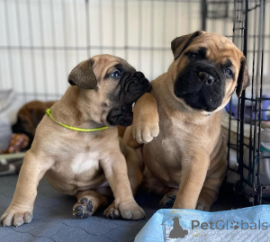 Photo №2 de l'annonce № 170495 de la vente bullmastiff - acheter à USA 