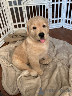 Photo №2 de l'annonce № 167406 de la vente golden retriever - acheter à Luxembourg annonce privée