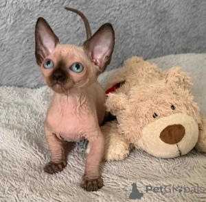 Photo №1. sphynx - à vendre en ville de Hattingen | 350€ | Annonce № 176692