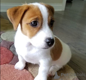 Photo №1. jack russell terrier - à vendre en ville de Munich | négocié | Annonce №170019