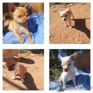 Photo №1. chihuahua - à vendre en ville de Gernité | négocié | Annonce №166374