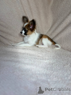 Photo №3. Chiots Papillon (Papillon). Biélorussie