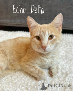 Photo №1. chat de gouttière - à vendre en ville de Munich | 400€ | Annonce № 150628