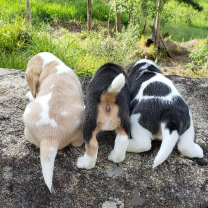 Photos supplémentaires: chiots beagle